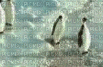 Pingouin lol humour - GIF animado grátis