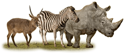 Africa animals bp - ücretsiz png