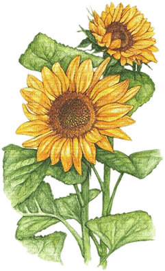 soave deco flowers sunflowers branch yellow green - ücretsiz png