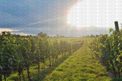 fond vineyard bp - darmowe png