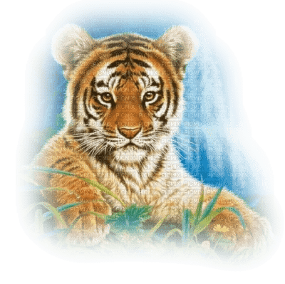 cecily-dessin tigre - PNG gratuit