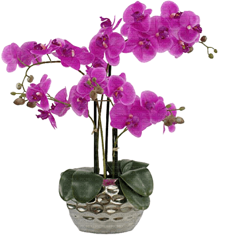 vase avec fleur.Cheyenne63 - 無料png