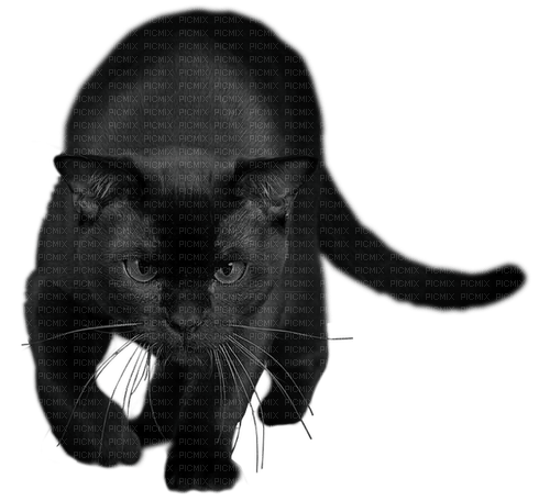 gala animals cat - 免费PNG