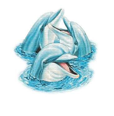 Kaz_Creations Dolphins - besplatni png