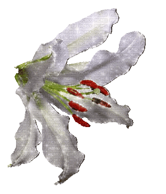 fleur grise.Cheyenne63 - Ilmainen animoitu GIF