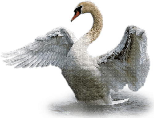Лебедь - 免费PNG