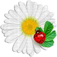 soave deco ladybug  flowers daisy red yellow green - zdarma png