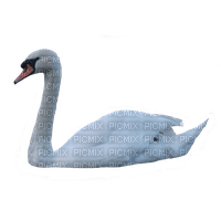 swan - png gratuito