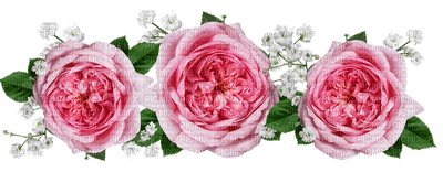 kukka, fleur, flower, ruusu, rose - безплатен png