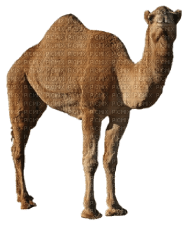 camello - png grátis