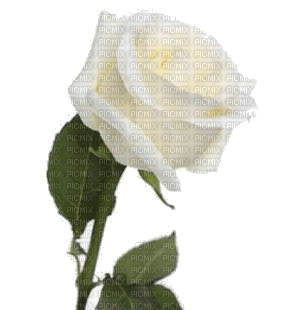 rosa branca-l - PNG gratuit