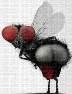 fly - ilmainen png