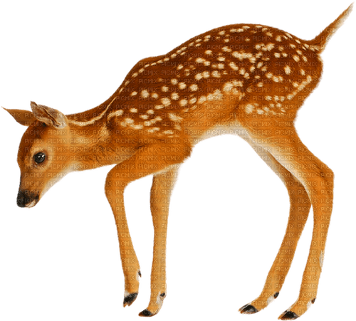 Deer.Brown.White - nemokama png