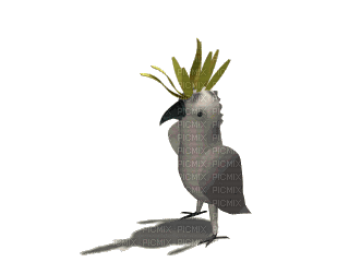 Oiseaux Blanc Jaune:) - Bezmaksas animēts GIF