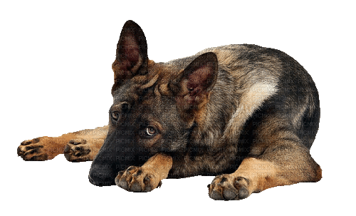 ani--hund--dog - 無料のアニメーション GIF