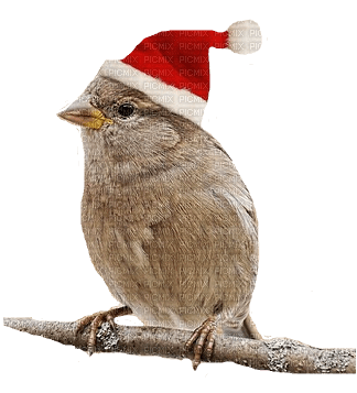 oiseau, lintu, bird, joulu, Christmas - 免费PNG