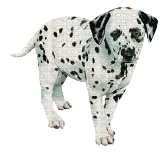 Kaz_Creations Dogs Dog Pup 🐶 - darmowe png