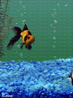 рыбки - GIF เคลื่อนไหวฟรี