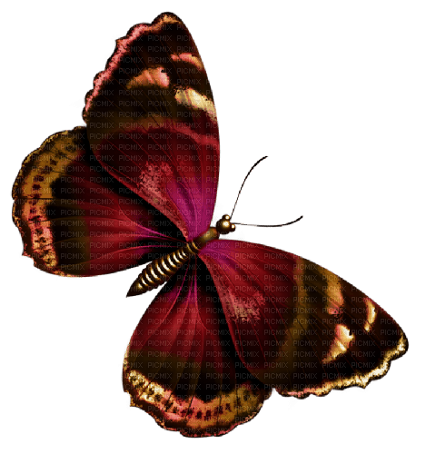 red butterfly - ilmainen png