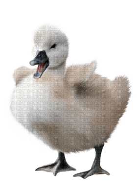 swans bp - darmowe png