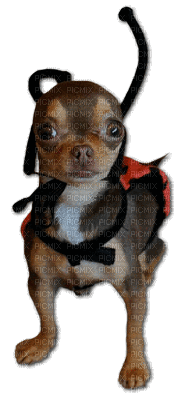 Kaz_Creations Dog Pup - GIF animado gratis