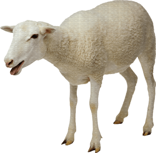 lamm-dljur-----animal---lamb - бесплатно png