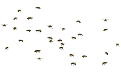 swarm bee´s - nemokama png