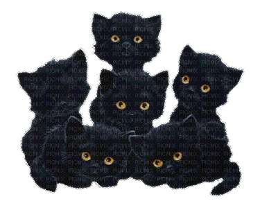 black cats - GIF animado grátis