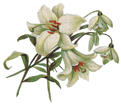 flowers anastasia - png grátis