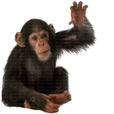 Kaz_Creations Animals Monkey - фрее пнг