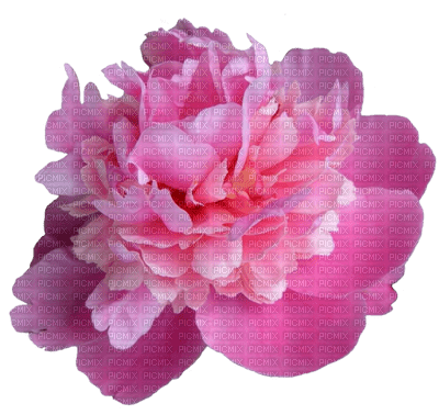 Kaz_Creations Deco Flower Colours - δωρεάν png