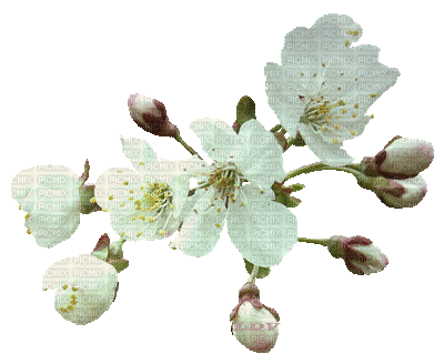 flores brancas - GIF animado gratis