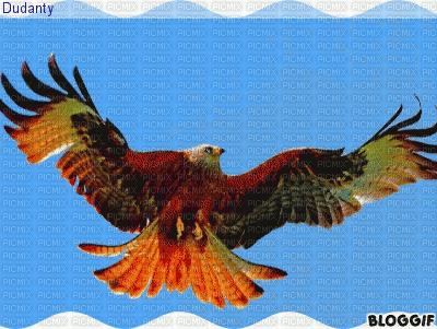 aguia - GIF animado grátis