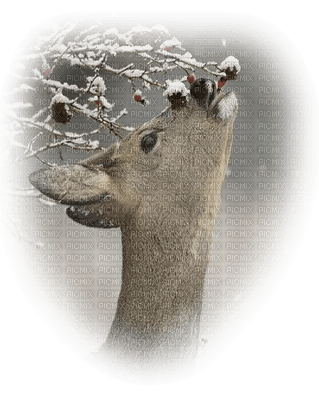 Kaz_Creations  Deco Winter Animals Animal - δωρεάν png
