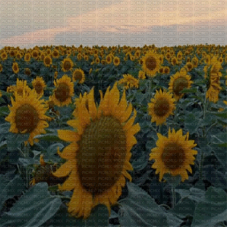 sunflower sonnenblume tournesol - GIF animé gratuit