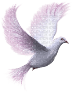 dove - безплатен png