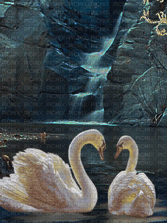 Swans in Love - Free animated GIF