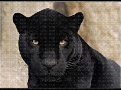 Panthere noir - besplatni png