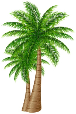 Palmtree - png gratis