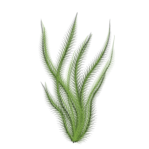 water plant - 免费PNG