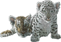 cucciole di tigre - Animovaný GIF zadarmo