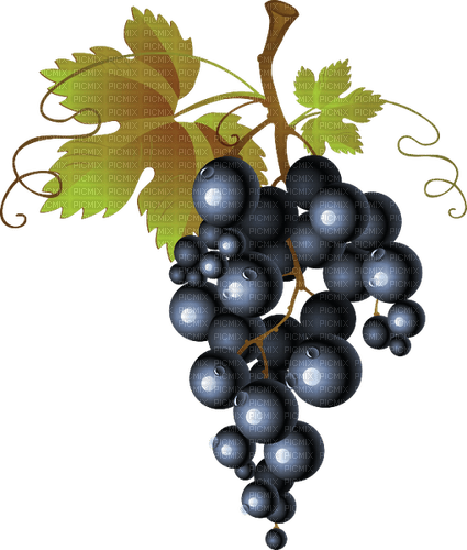 grapes   Bb2 - png gratis