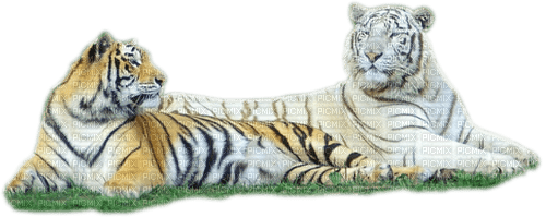 tigers by nataliplus - png gratuito