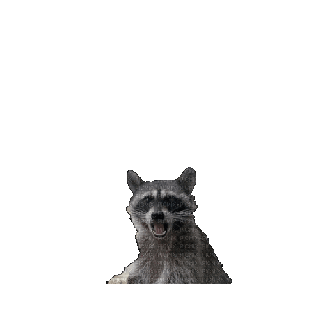 Bread Raccoon - GIF animé gratuit