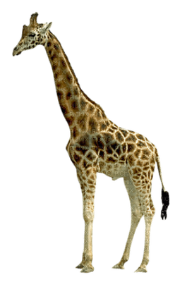 Kaz_Creations Giraffe - bezmaksas png