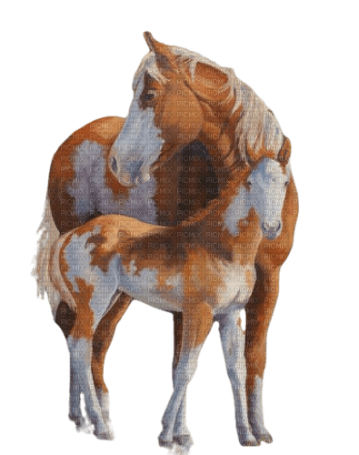 horses - δωρεάν png