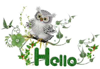 hello hibou - GIF animé gratuit