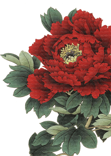 dolceluna red flower asian - zdarma png