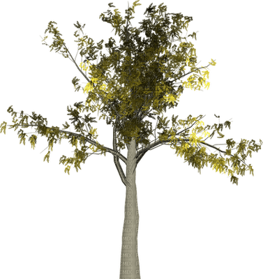 albero - ilmainen png
