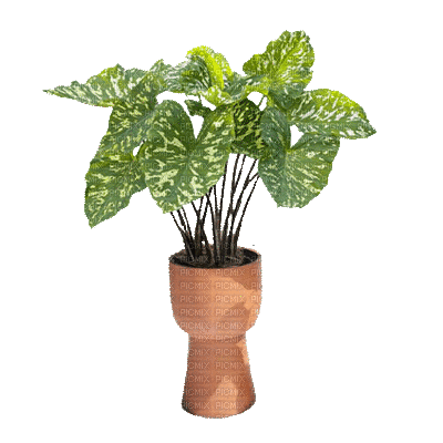 Plants.plante.Deco.Pot.Vase.Victoriabea - GIF animé gratuit